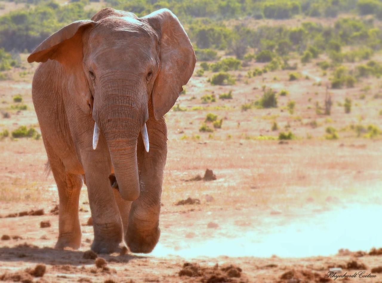 Addo Elephant Safari Lodge - Bellevue Forest Reserve Paterson Екстер'єр фото