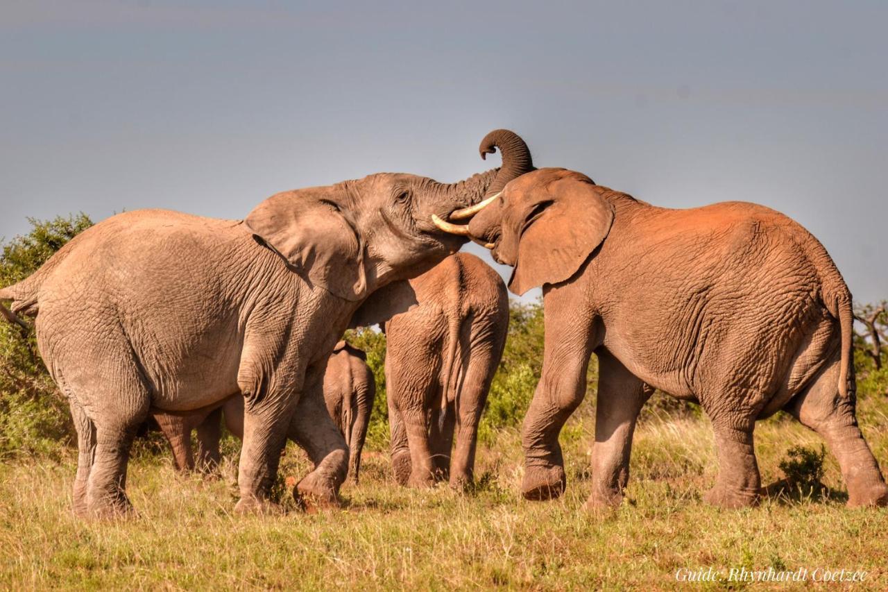 Addo Elephant Safari Lodge - Bellevue Forest Reserve Paterson Екстер'єр фото