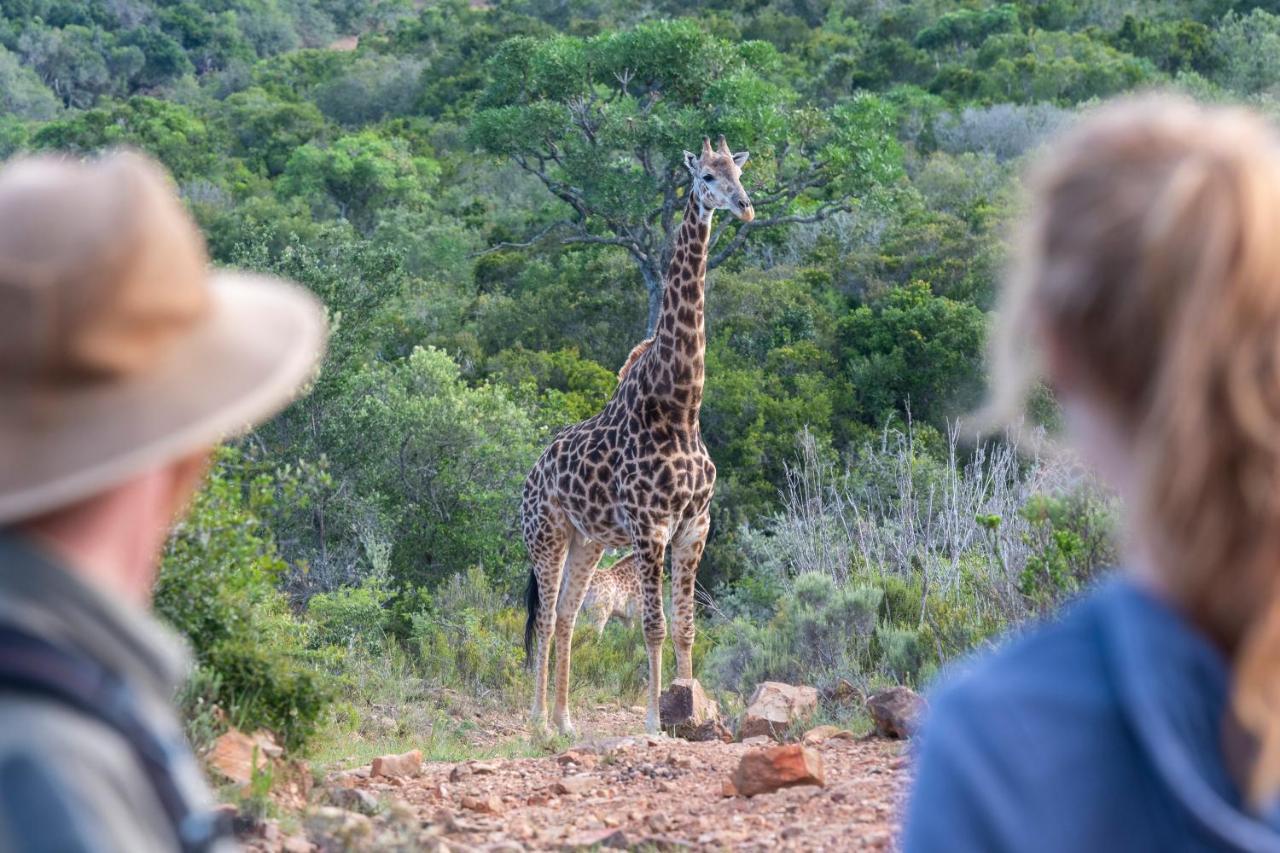 Addo Elephant Safari Lodge - Bellevue Forest Reserve Paterson Екстер'єр фото