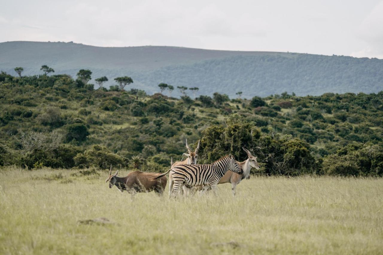 Addo Elephant Safari Lodge - Bellevue Forest Reserve Paterson Екстер'єр фото