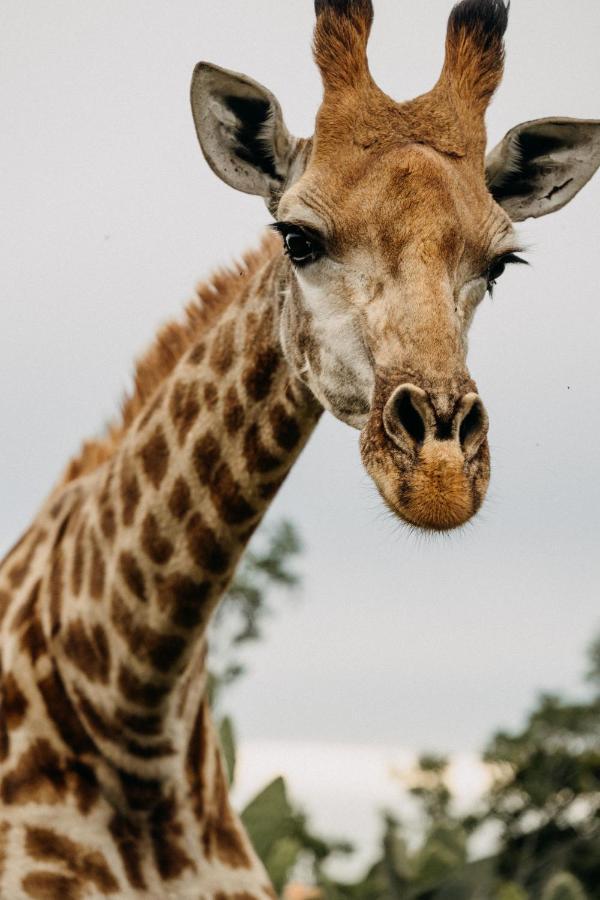 Addo Elephant Safari Lodge - Bellevue Forest Reserve Paterson Екстер'єр фото